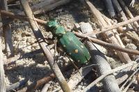 Cicindela campestris
