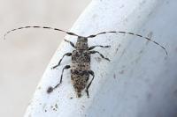 Leiopus nebulosus