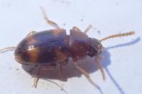Alphitophagus bifasciatus