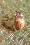 Hypophyes pallidulus
