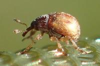 Hypophyes pallidulus