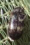Globicornis bifasciata