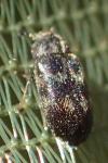 Globicornis bifasciata