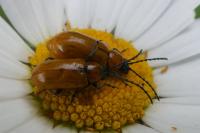 Exosoma lusitanicum