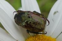 Hoplia argentea
