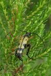 Rutpela maculata