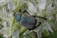 Hoplia argentea