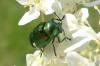 Cryptocephalus