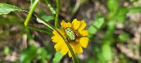 Hoplia pubicollis