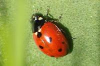 Coccinella undecimpunctata
