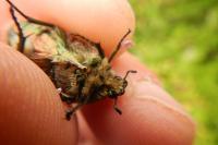 Cetonia aurata