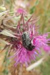 Oxythyrea funesta