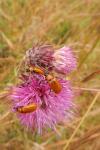 Exosoma lusitanicum