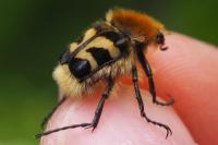 Trichius fasciatus