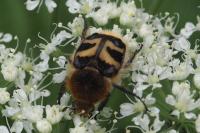 Trichius fasciatus
