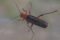 Cantharis livida