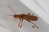Cantharis livida