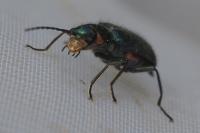 Malachius