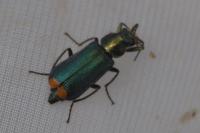 Malachius