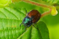 Phyllopertha horticola