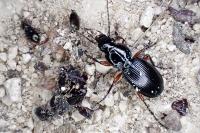 Pterostichus madidus