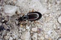 Bembidion decorum
