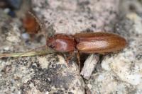 Stenagostus rufus