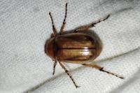 Rhizotrogus aestivus
