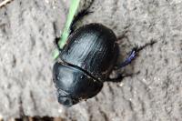 Anoplotrupes stercorosus