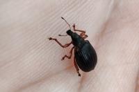 Polydrusus mollis