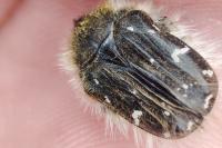 Tropinota hirta