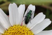 Psilothrix viridicoerulea