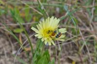 Lachnaia tristigma