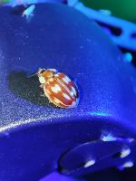 Myzia oblongoguttata