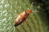 Anaspis maculata