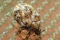 Anthrenus verbasci