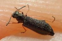 Dasytes croceipes