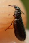 Dasytes croceipes