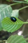 Agelastica alni