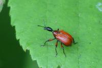 Apoderus coryli