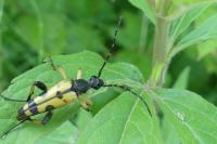 Rutpela maculata
