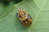 Harmonia axyridis