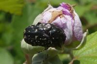 Oxythyrea funesta