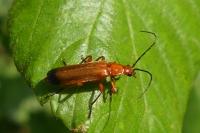 Rhagonycha fulva