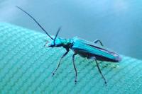 Oedemera nobilis