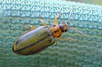 Xanthogaleruca luteola