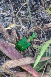 Cicindela campestris