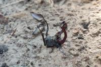 Lucanus cervus