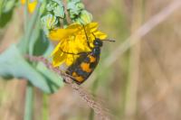 Mylabris variabilis