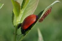 Chrysomela populi